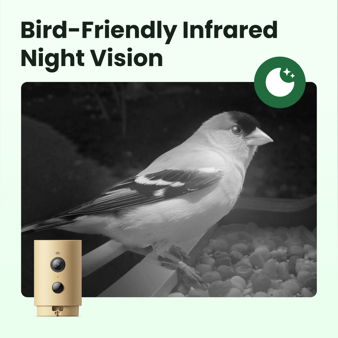 Birdfy Feeder Wood - Wooden Smart Bird Feeder with Camera
