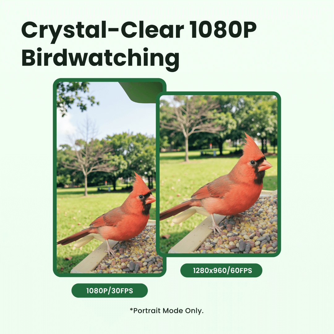 Birdfy Feeder Wood - Wooden Smart Bird Feeder with Camera