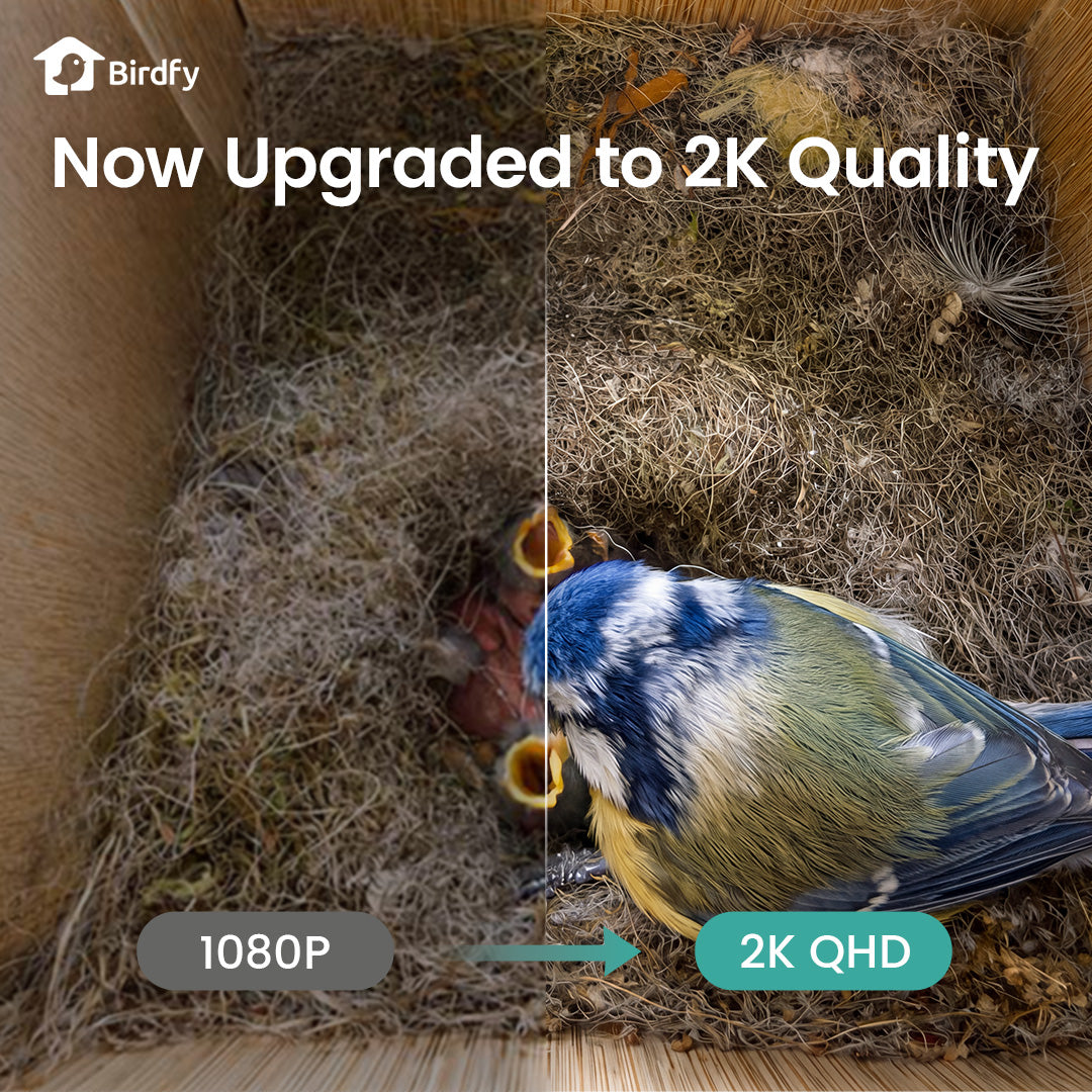 Birdfy Nest Duo - Upgraded Smart Bird House with Dual Cameras