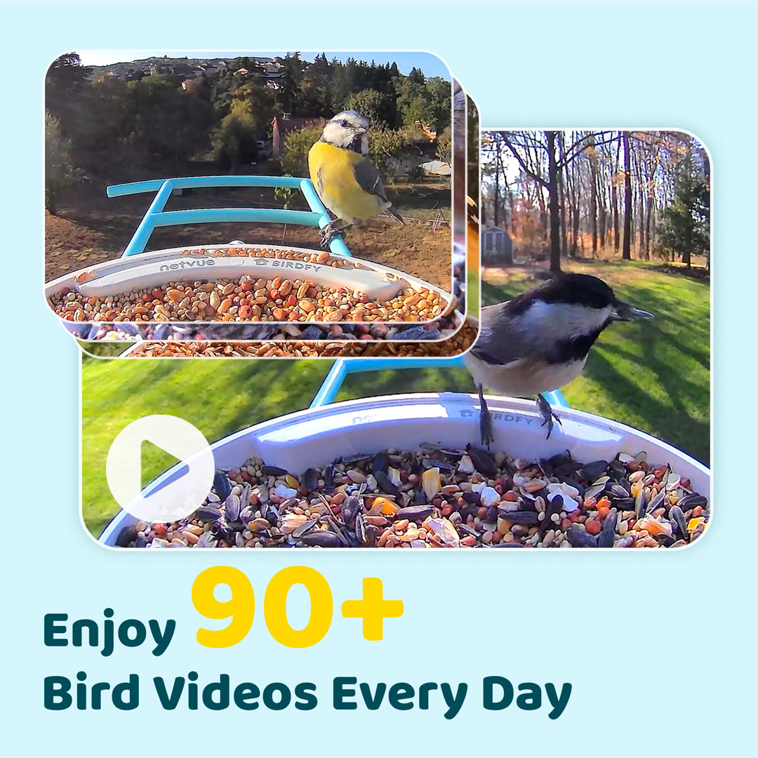 Birdfy Feeder with Solar Panel - Solar Powered Bird Feeder Camera
