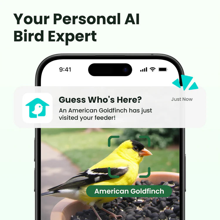 Birdfy Feeder Rookie - Beginner-Friendly Smart Bird Feeder