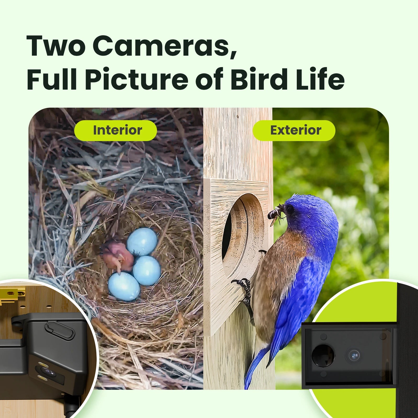 Birdfy Nest Duo - Smart Bird House with Dual Cameras