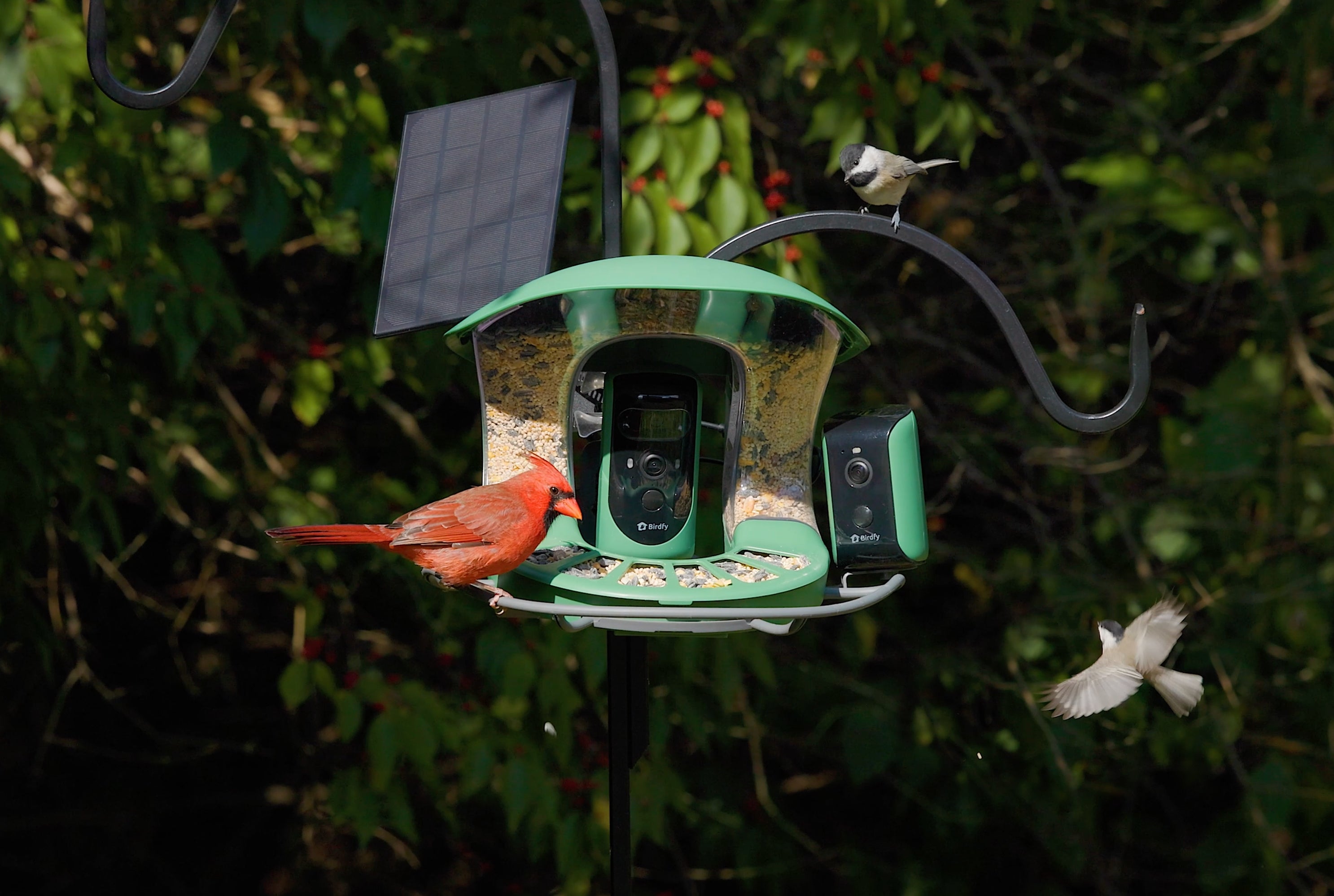 Meet Birdfy: Passionate Innovators in Bird Watching Technology – birdfyuk